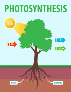 Scheme of photosynthesis of a tree Illustrazione stock