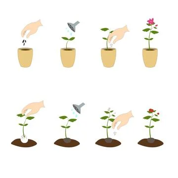 Scheme of planting plants Stock Illustration