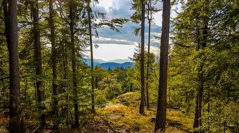 Schiefling - A pathway through the forest Stock Photos