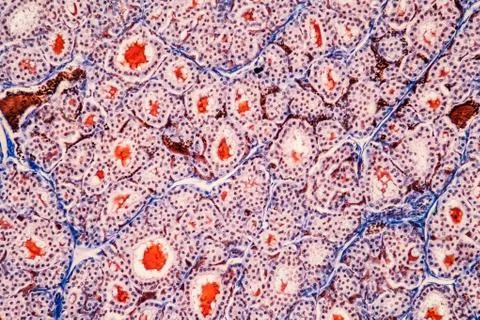 Schilddrse Stock Photos