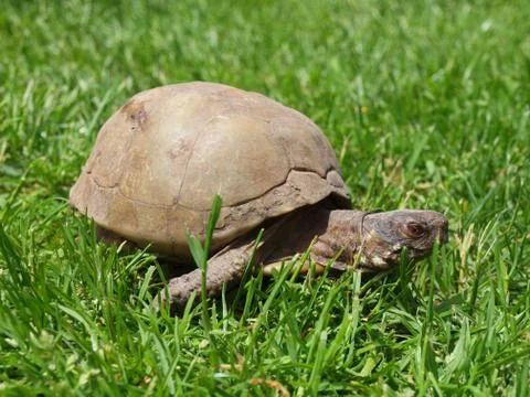 Schildkröte Фото