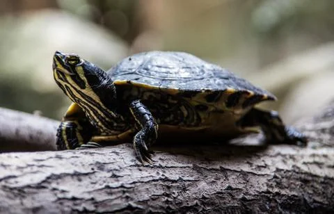 Schildkrten Stock Photos
