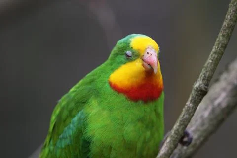 Schildsittich Stock Photos