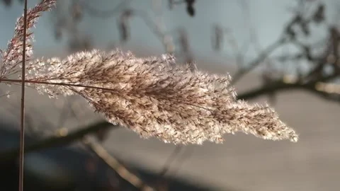 Schilf 1 Video stock 321970908