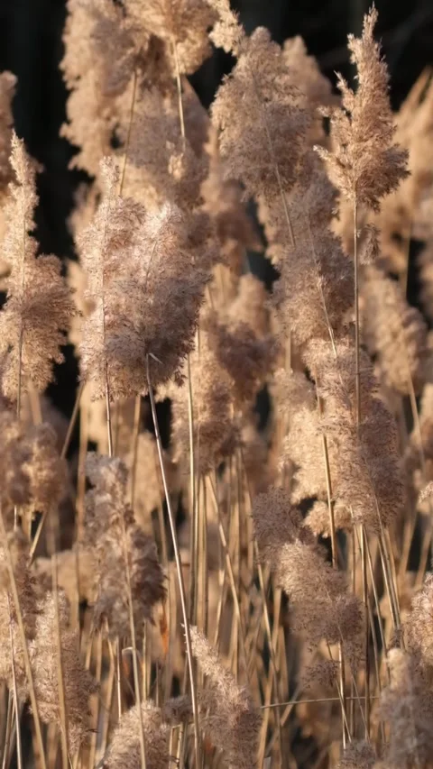 Schilf 2 Video stock 321971050