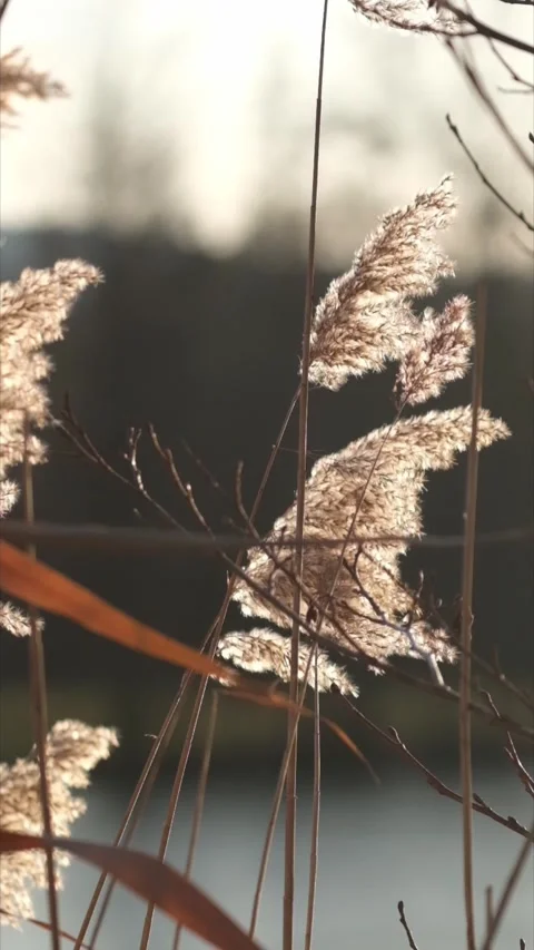 Schilf 3 Video stock 321970874