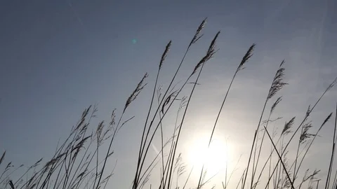 Schilf im Wind Stock Footage 105580869