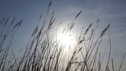 Schilf im Wind Stock Footage 105580876