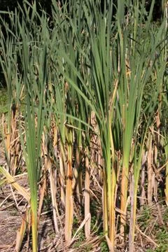 Schilfgürtel Stock Photos