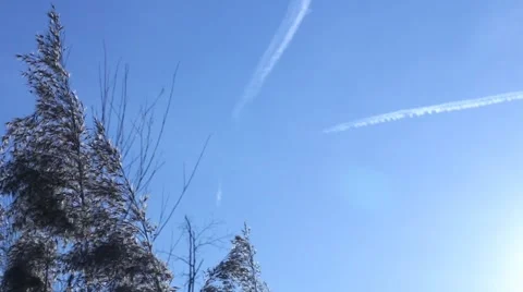 Schilfimwind Video stock 1070950