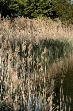 Schilfzone an einem kleinen See 写真素材