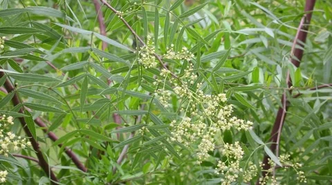 Schinus molle flowers Stock Footage 52403481
