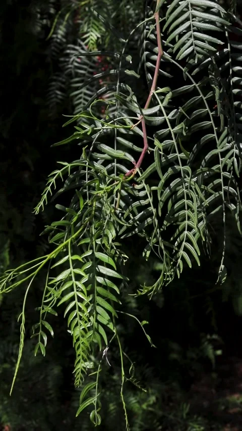 Schinus molle Video stock 280207770