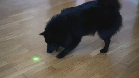 Schipperke dog playing with laser pointer. Stock Footage 220960056
