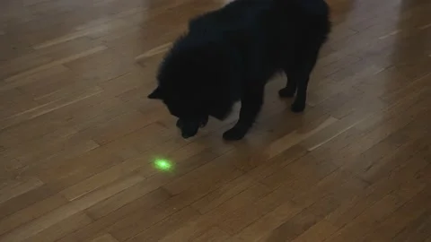 Schipperke dog playing with laser pointer. Stock Footage 220960073