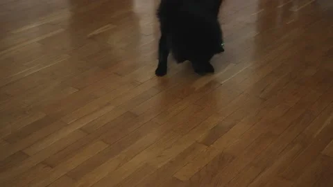 Schipperke dog playing with laser pointer. Stock Footage 220960088