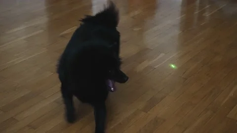 Schipperke dog playing with laser pointer. Stock Footage 220960099