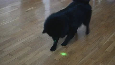 Schipperke dog playing with laser pointer. Stock Footage 220960144