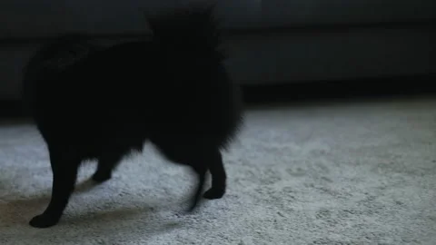 Schipperke dog playing with laser pointer. Stock Footage 221259268