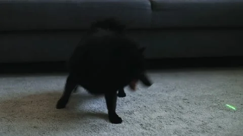 Schipperke dog playing with laser pointer. Stock Footage 221259282