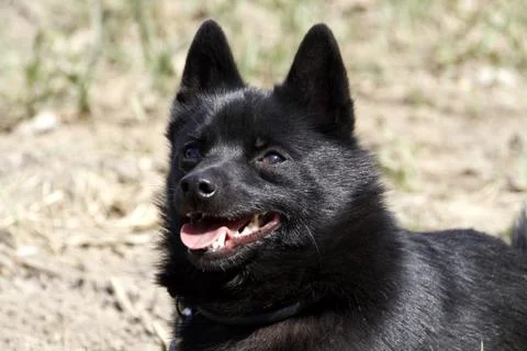 Schipperke Stock Photos