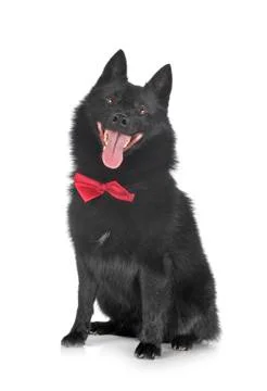 Schipperke in studio Stock Photos