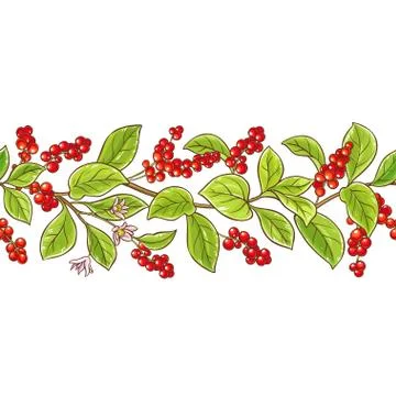 Schisandra branch vector pattern Stock Illustration