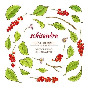 Schisandra elements vector set Stock Illustration