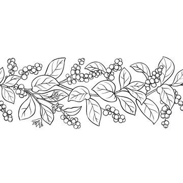 Schisandra Outline Horizontal Seamless Pattern. Stock Illustration