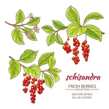 Schisandra vector set Stock Illustration