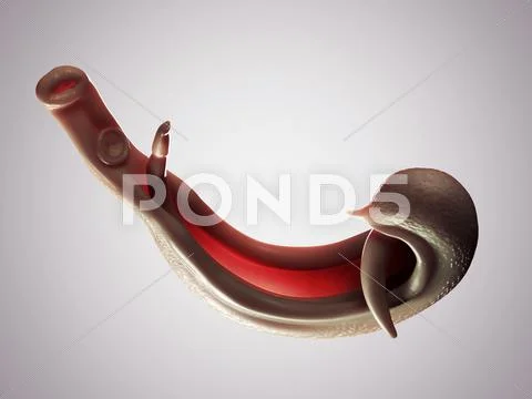 Schistosome fluke, artwork Stock Illustration