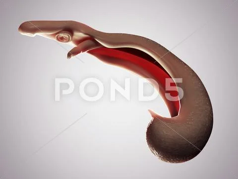 Schistosome fluke, artwork Stock Illustration