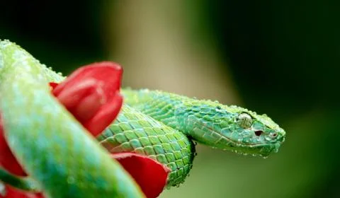 Schlange Stock Photos