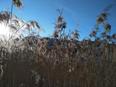 Schliersee Stock Photos