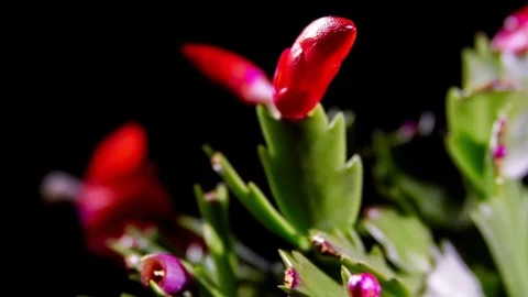 Schlumbergera Cactus Flower Opening 스톡 동영상 73283377