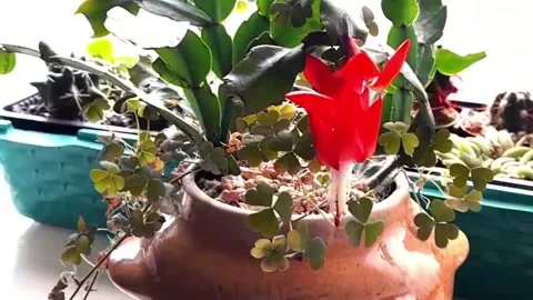 Schlumbergera. Christmas cactus. Video stock 295932988