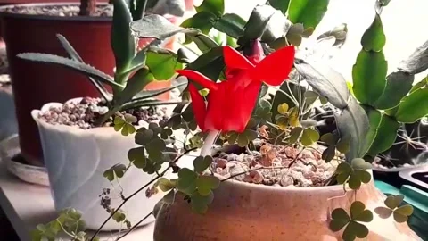Schlumbergera. Christmas cactus. Video stock 295932989
