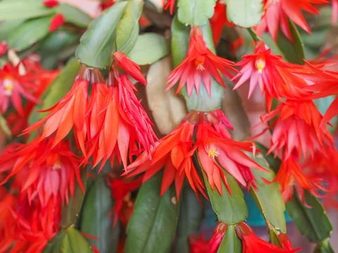 Schlumbergera flower Stock Photos