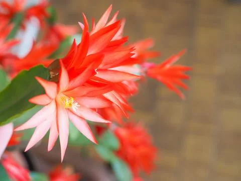 Schlumbergera flower Foto stock