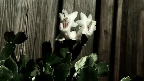 Schlumbergera Vídeo Stock 256323977
