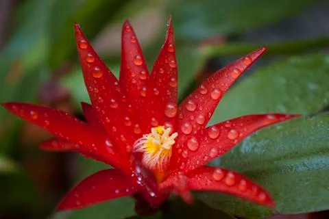 Schlumbergera gaertneri Stock Photos