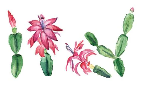 Schlumbergera Stock Illustration