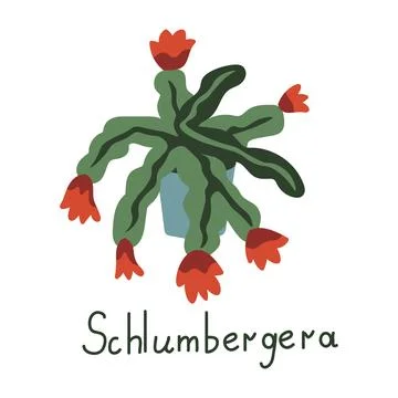 Schlumbergera vector plant Illustrazione stock