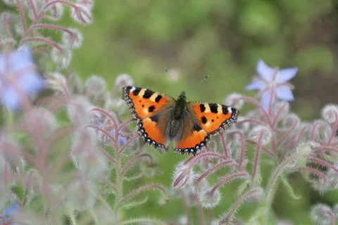 Schmetterling Stock Photos