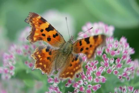 Schmetterling Stock Photos