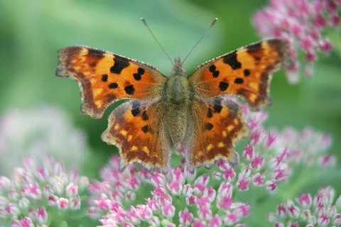 Schmetterling Stock Photos