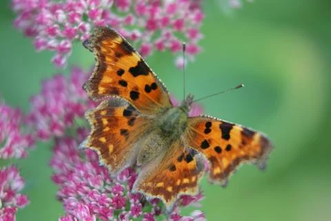 Schmetterling Stock Photos