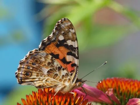 Schmetterling Фото