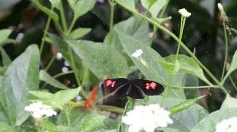 Schmetterlinge Stock Footage 21784156