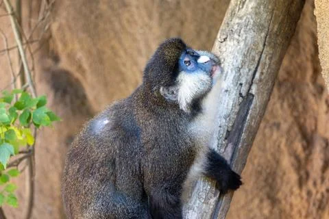 Schmidt's red-tailed monkey on a branch Foto stock